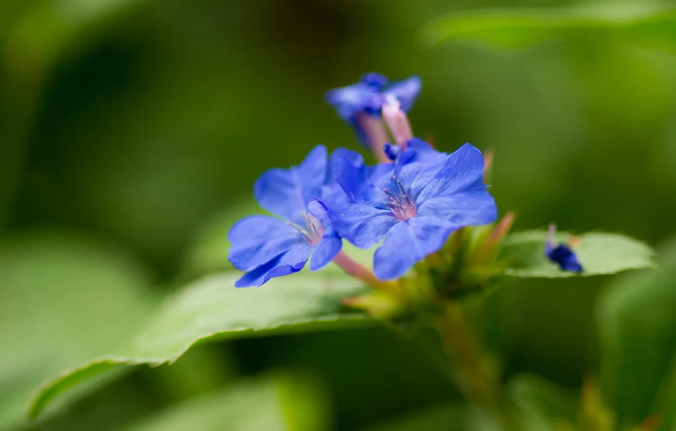 Photo wallpaper macro, Plyumbago, Svinchatka