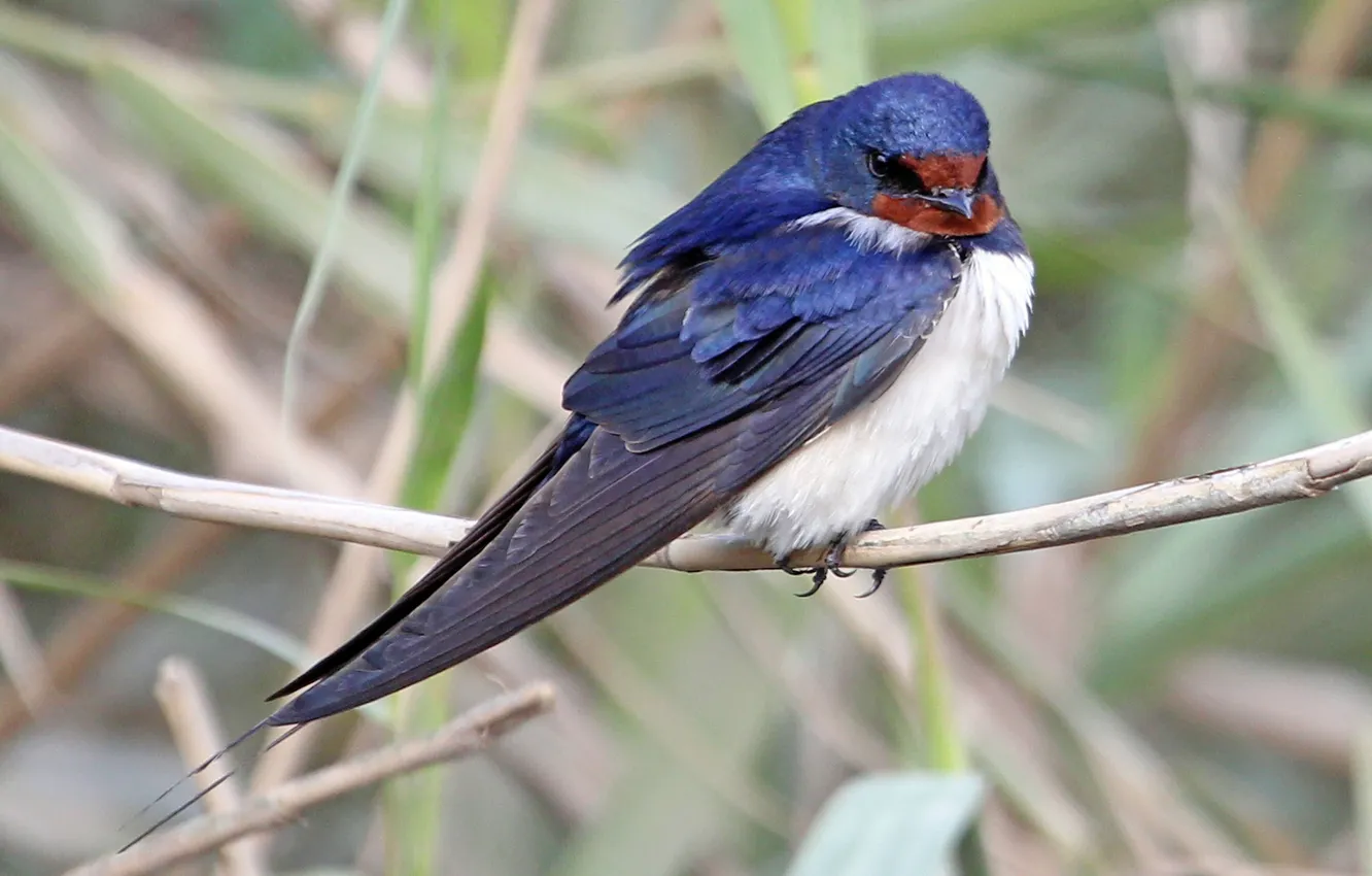 Photo wallpaper bird, branch, swallow