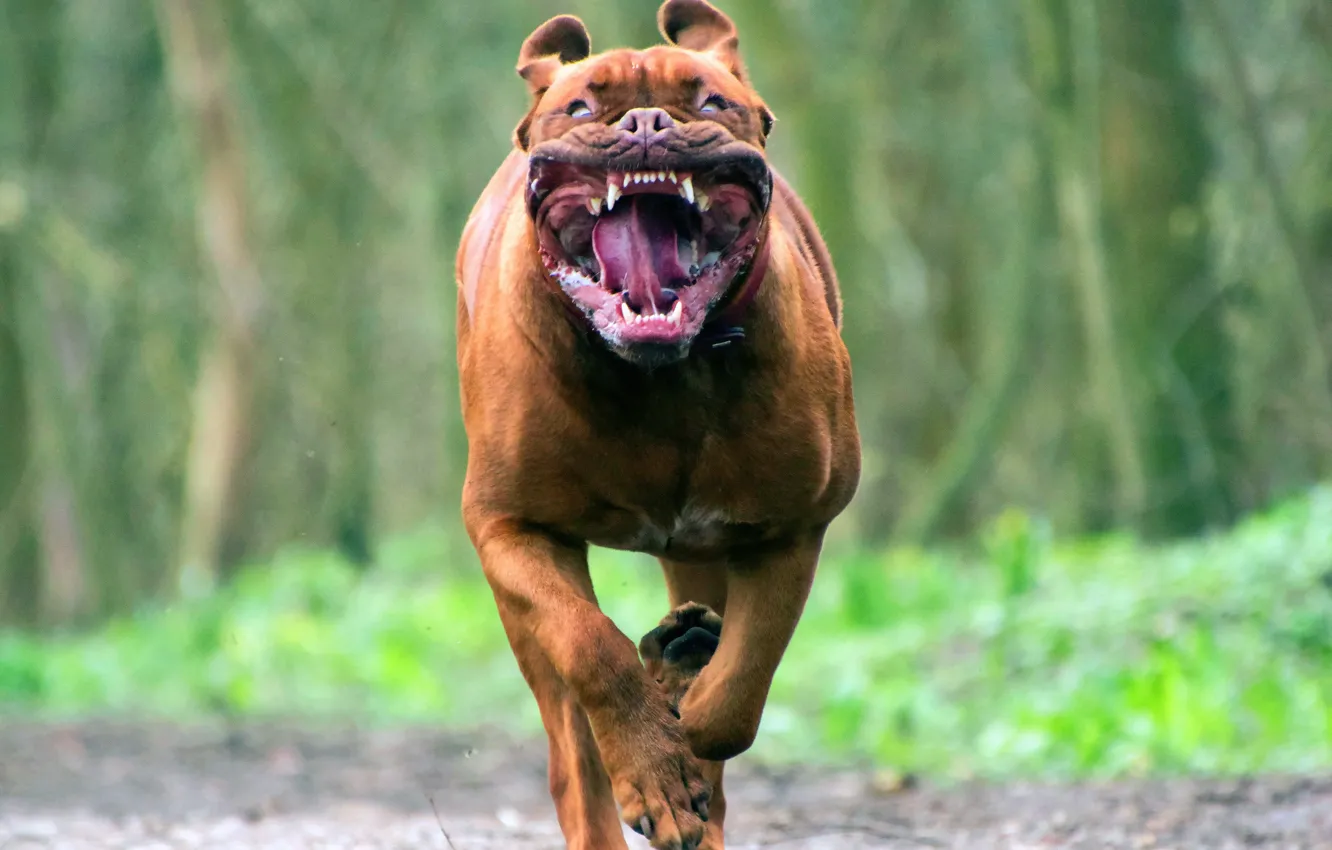 Photo wallpaper Dog, Running, Teeth, Mouth, Animal, Dogue de Bordeaux, Funny, Bordeaux Mastiff