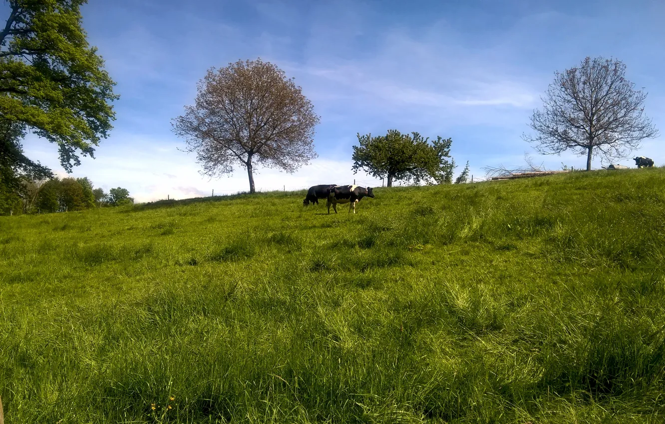 Photo wallpaper white, grass, black, trees, hill, meadow, switzerland, sunny