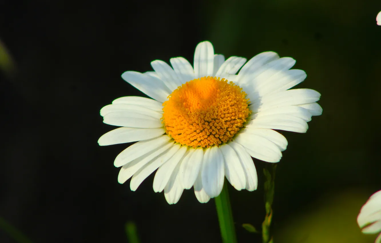 Photo wallpaper white, flower, blooming