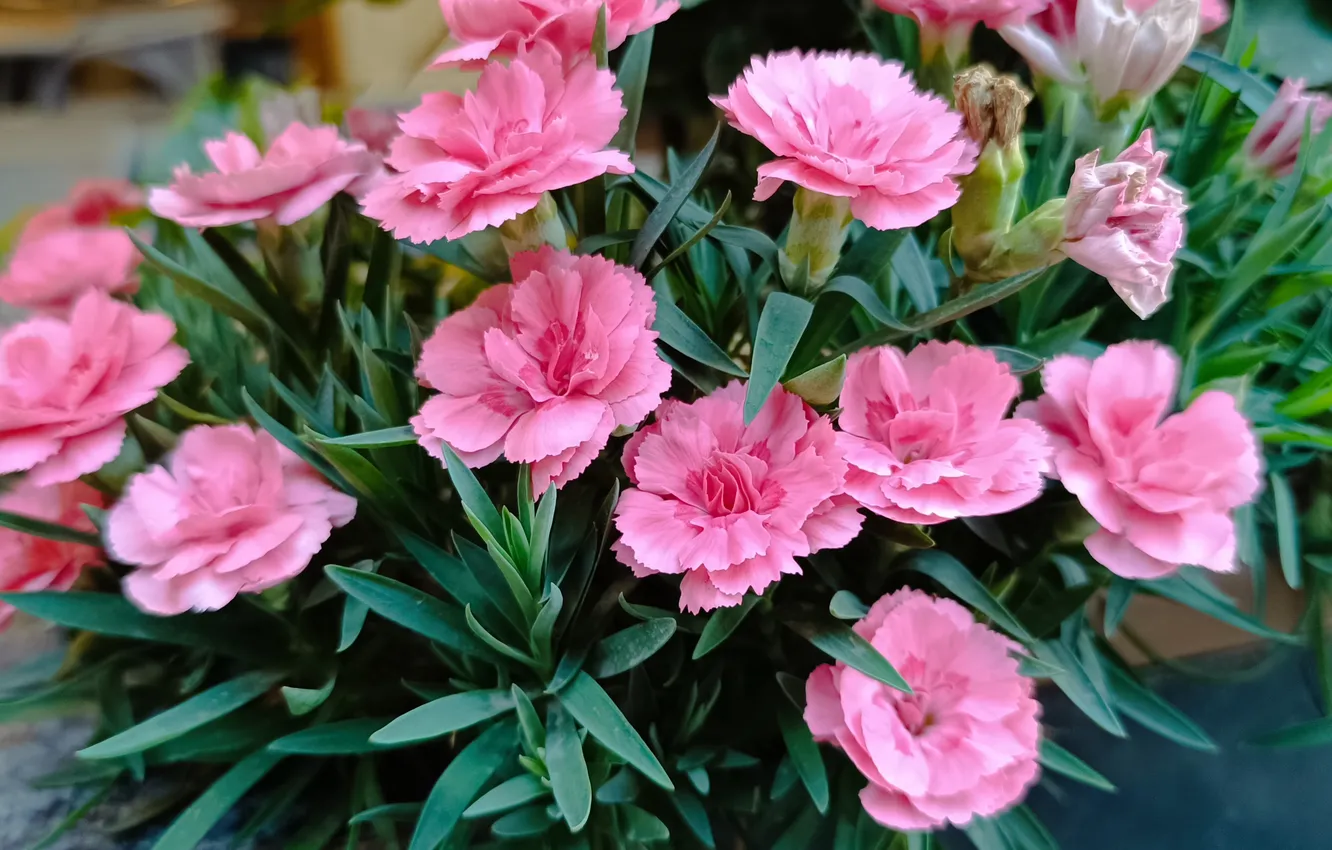 Photo wallpaper flowers, flowers, clove, Pink flowers