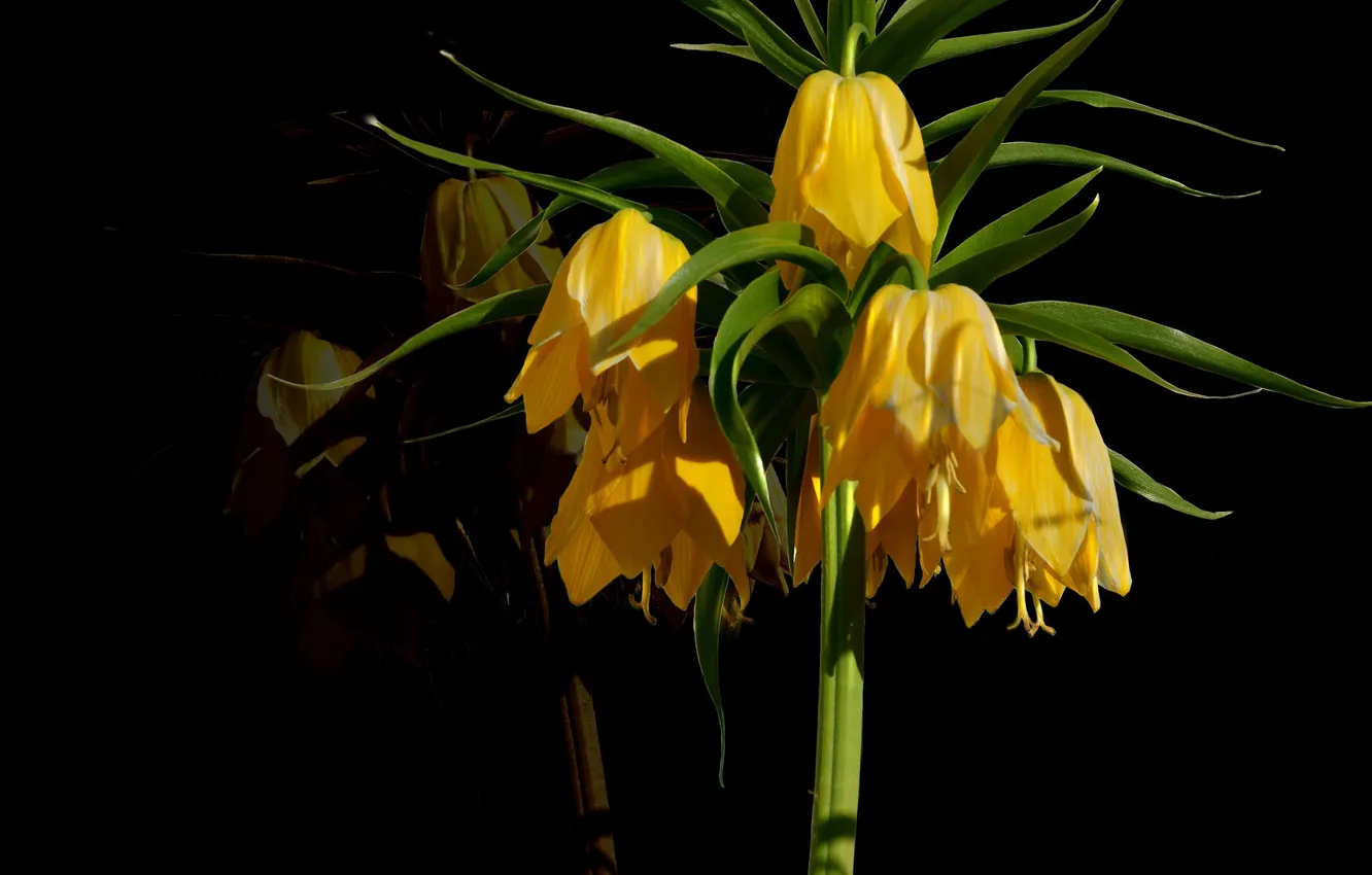 Photo wallpaper petals, background, plant, The Imperial fritillary