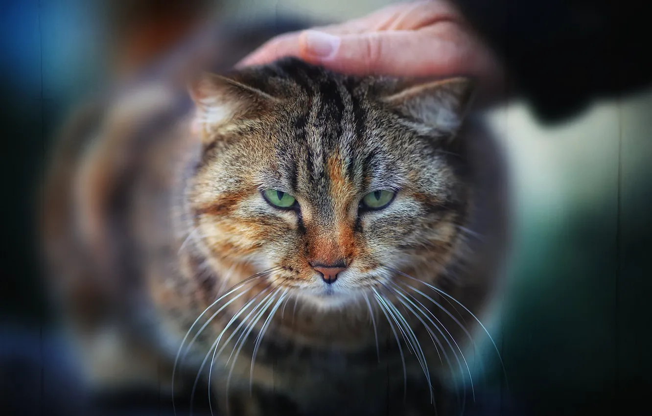 Photo wallpaper cat, look, hand, muzzle, Kote, bokeh, serious