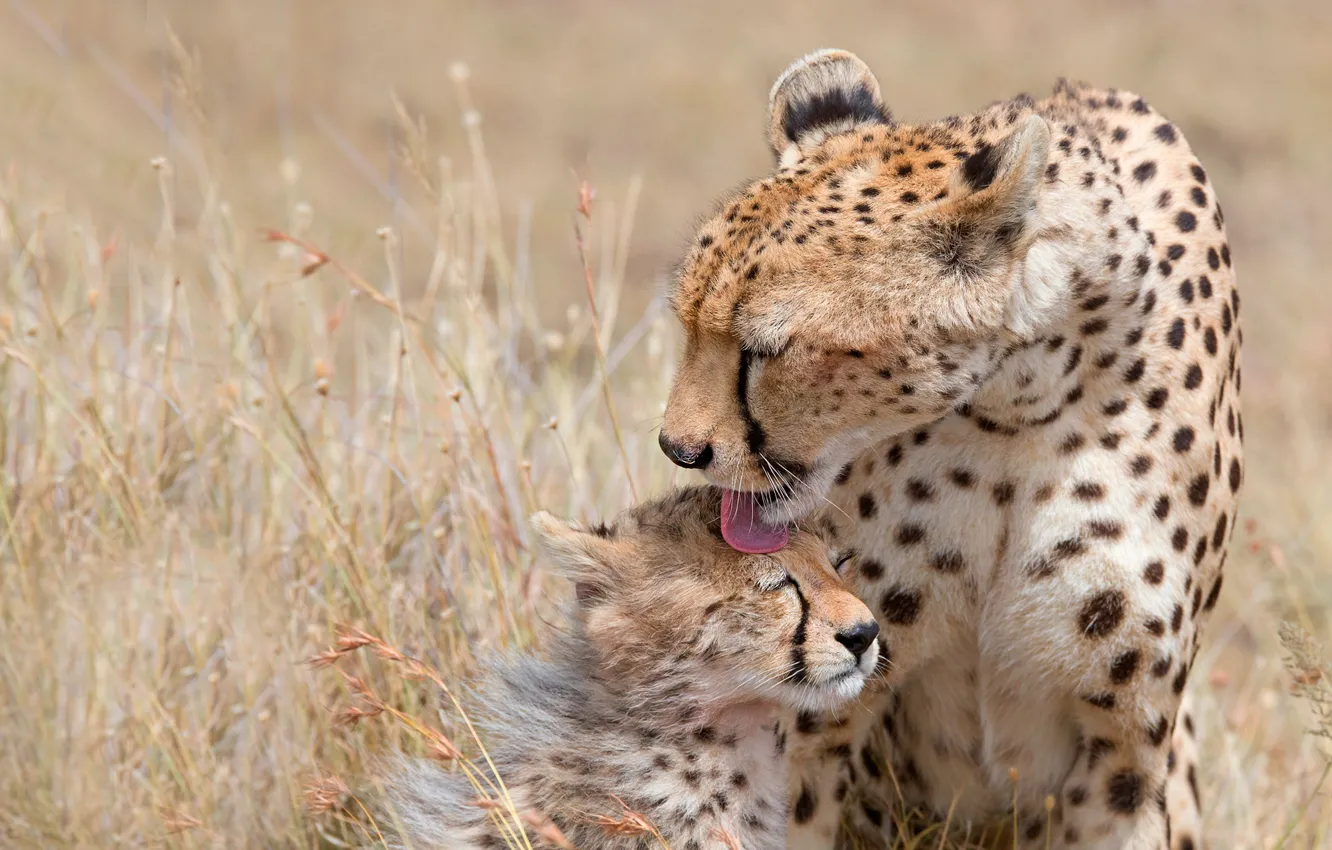 Photo wallpaper language, kitty, pair, Cheetah, care, cub, mom, two