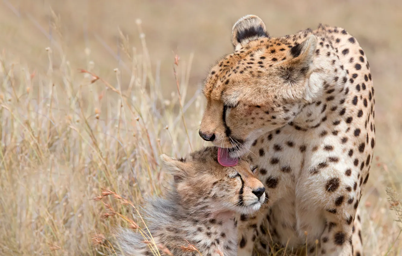 Photo wallpaper language, two, pair, Cheetah, cub, kitty, care, mom