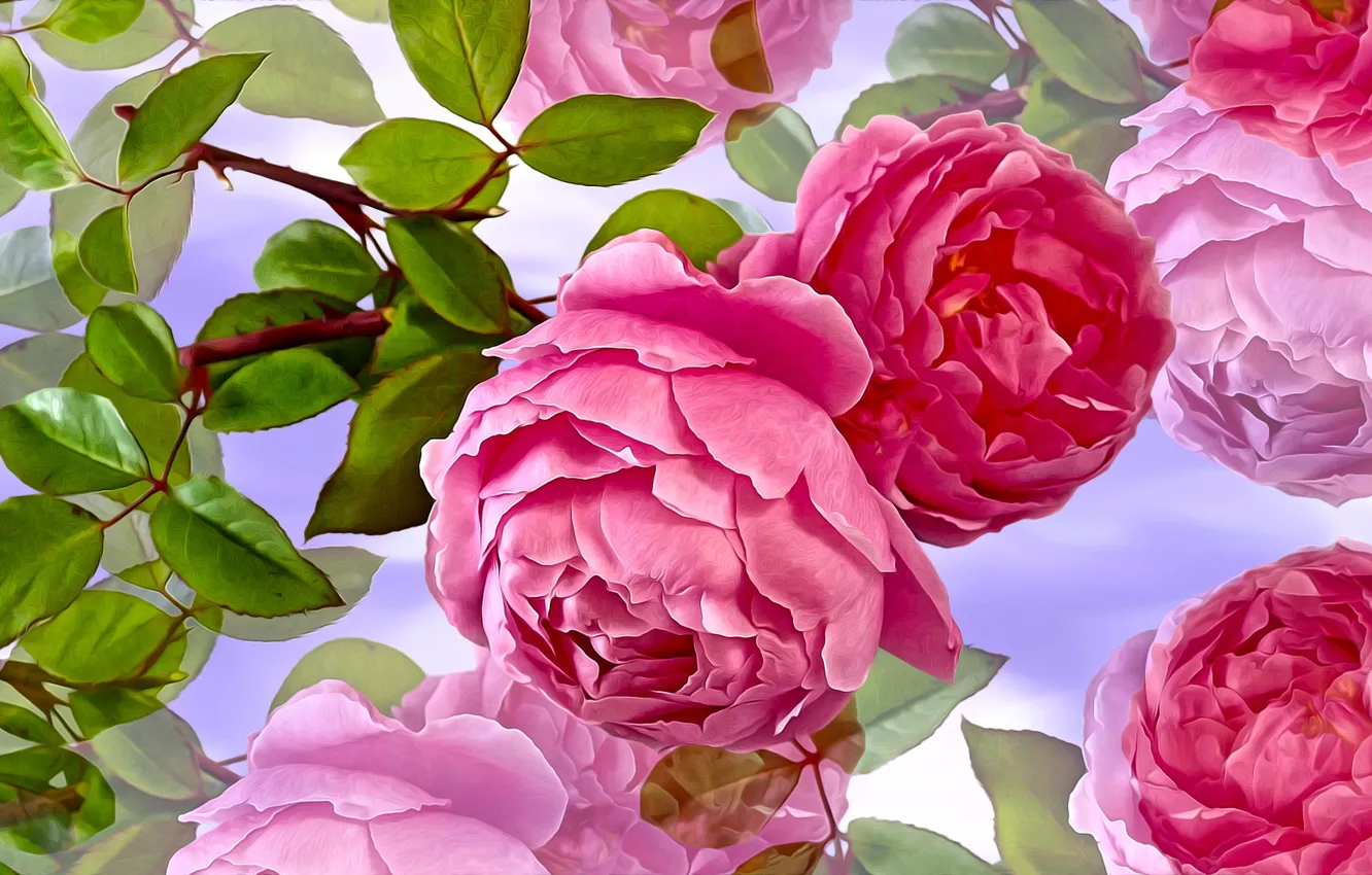 Photo wallpaper Graphics, Flowers, Roses