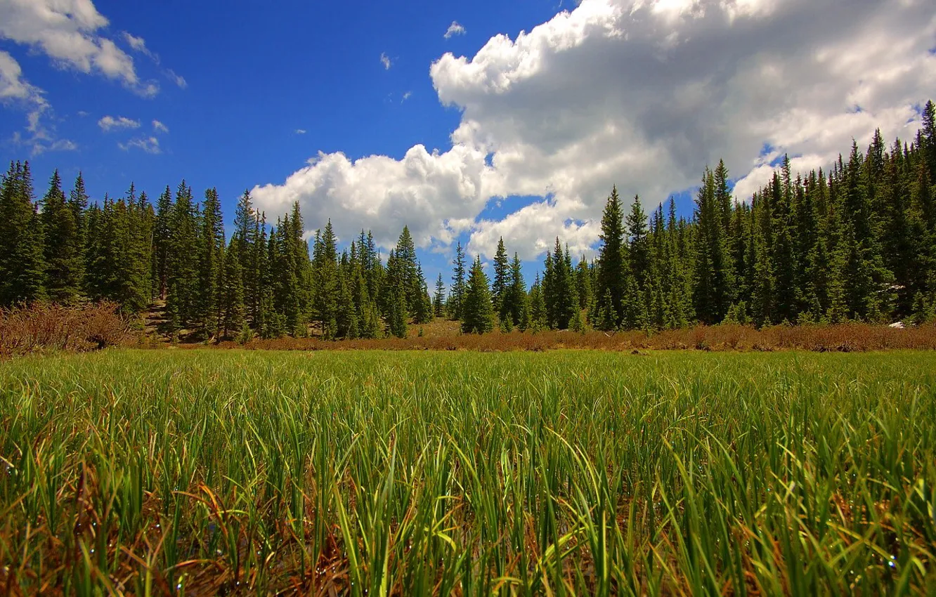 Photo wallpaper field, forest, the sky, grass