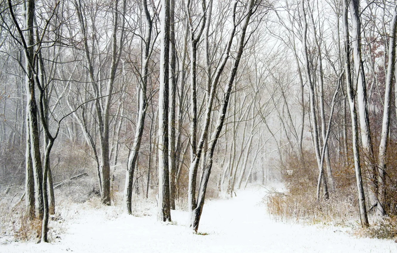 Photo wallpaper winter, forest, snowfall