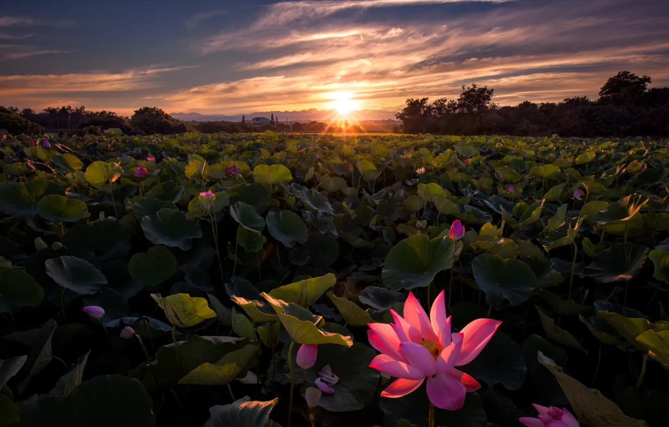 Photo wallpaper Lotus, Sunrise, Field