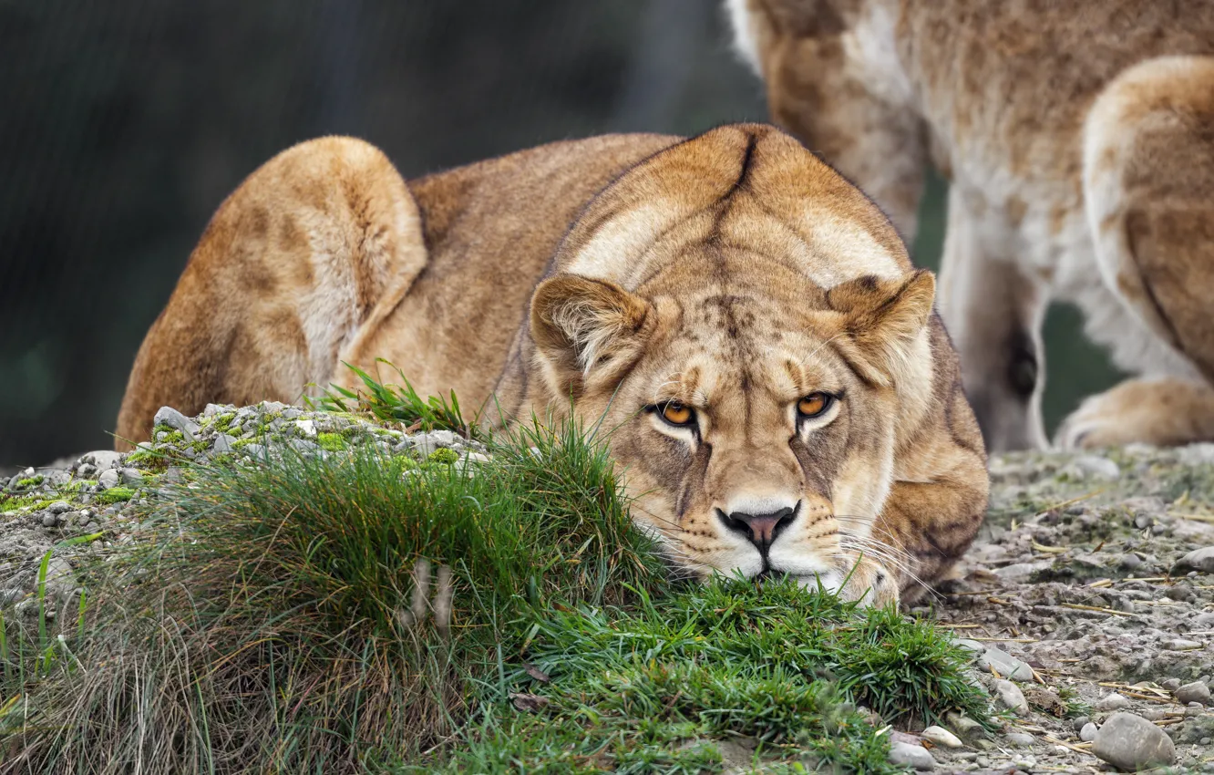 Photo wallpaper look, face, lies, lioness