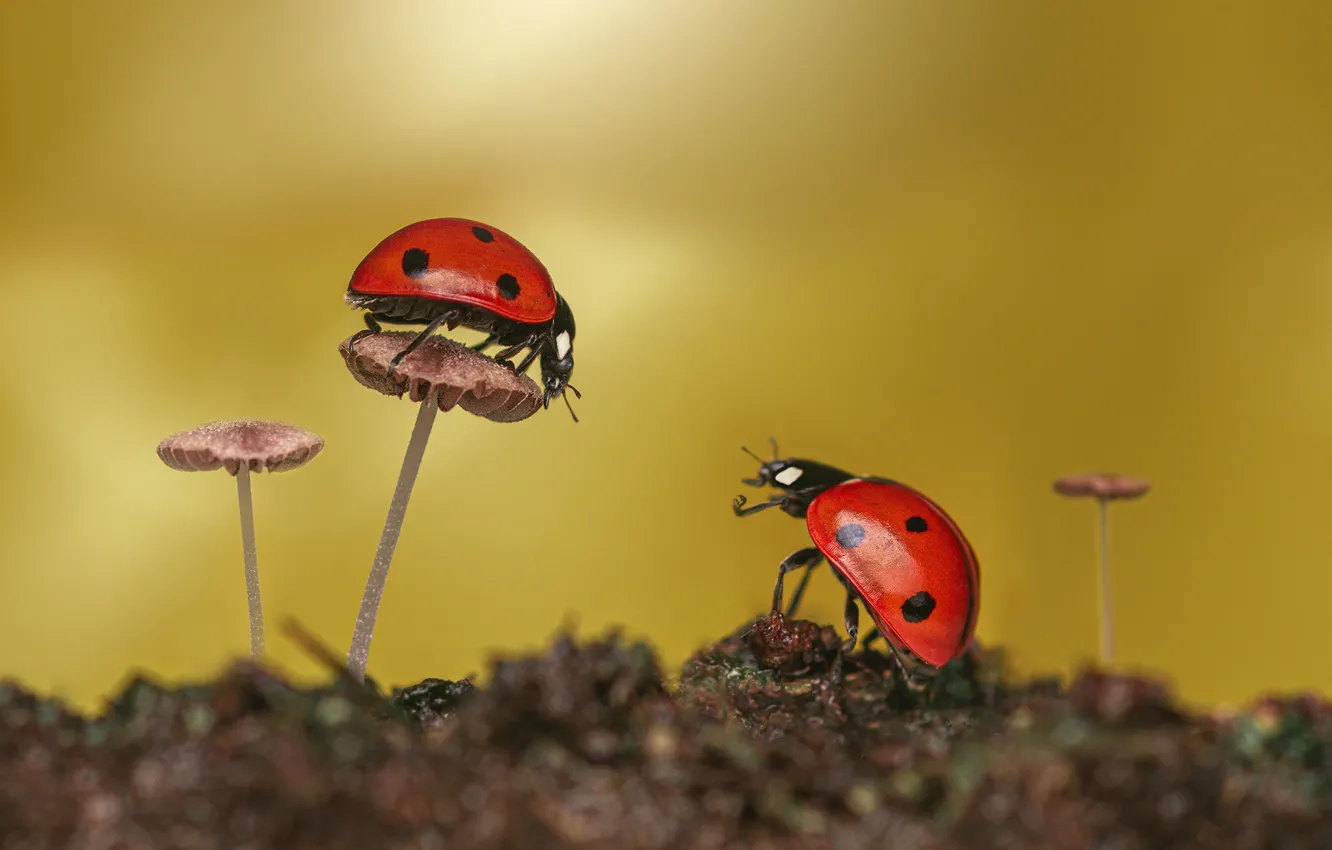 Photo wallpaper macro, nature, mushrooms, two, ladybug, beetle, ladybugs, bokeh