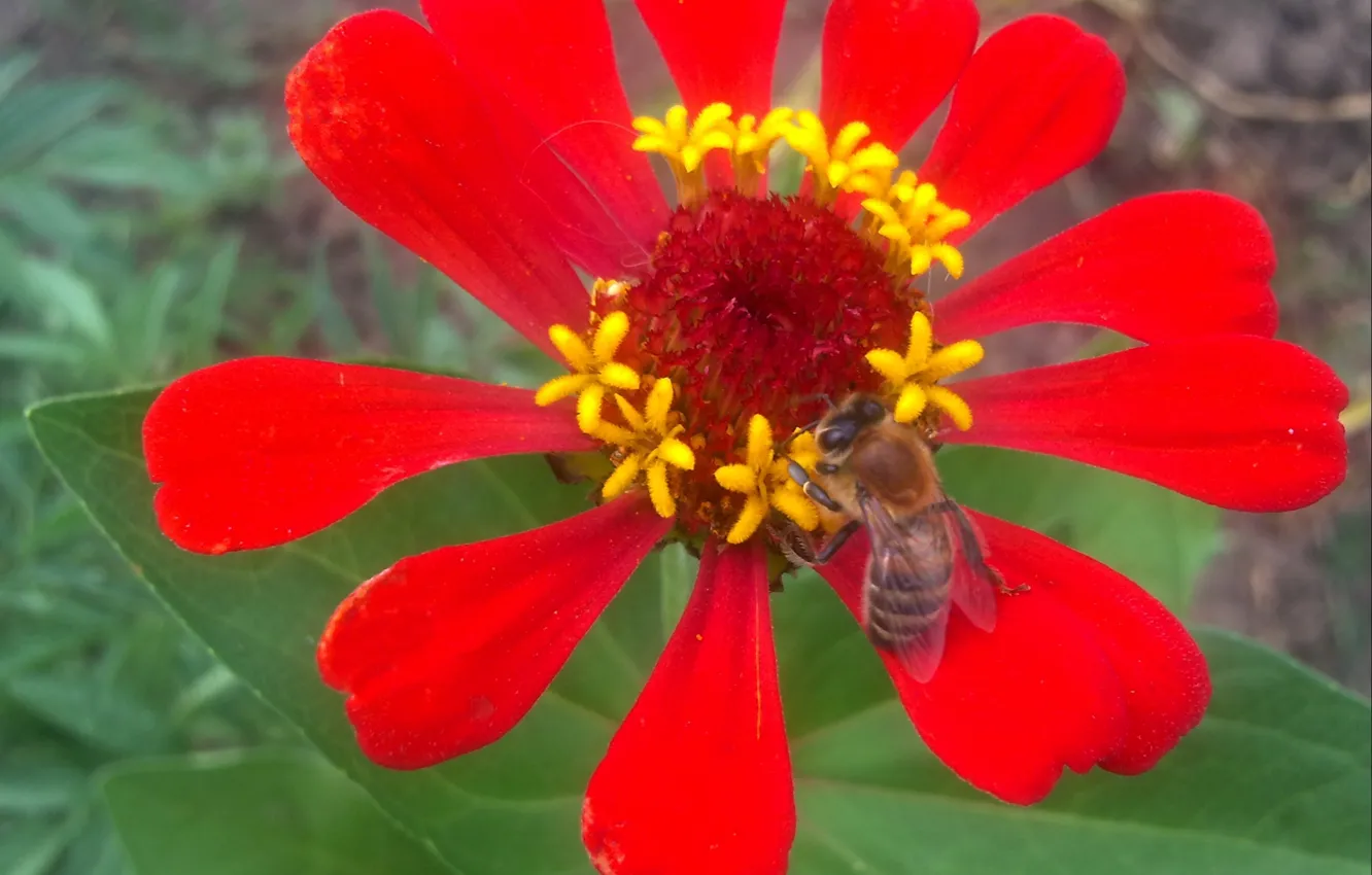 Photo wallpaper summer, flowers, heat, bee, pollen, June