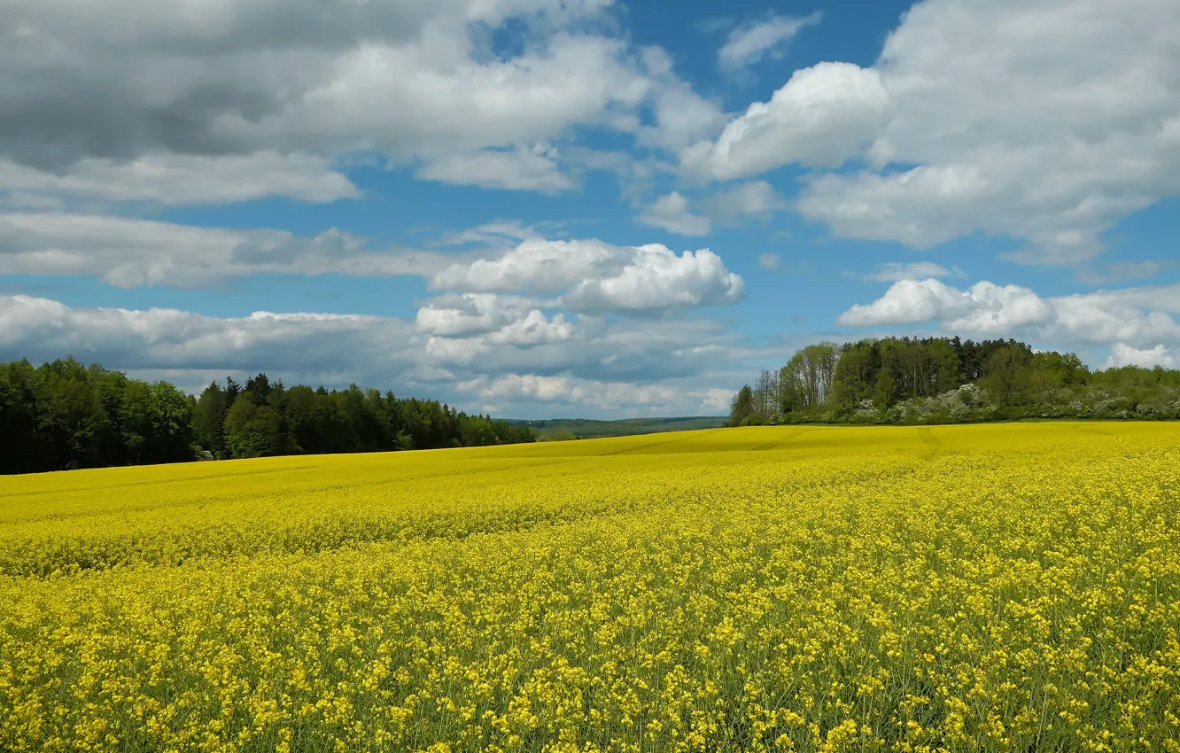 Photo wallpaper forest, the sky, clouds, trees, flowers, yellow, blue, view