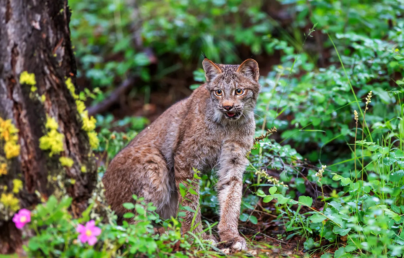 Photo wallpaper forest, leaves, trees, flowers, lynx, sitting