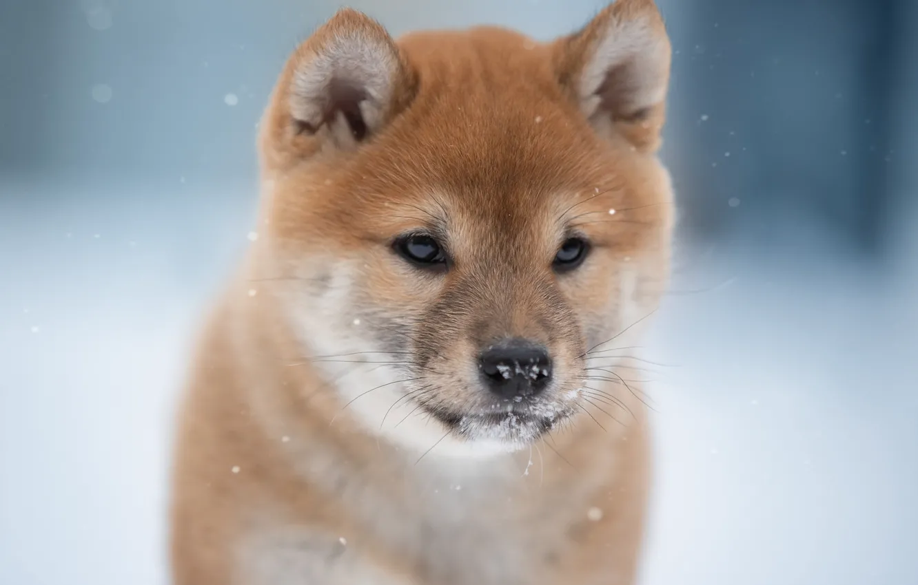 Photo wallpaper face, background, dog, Shiba inu, Svetlana Pisareva