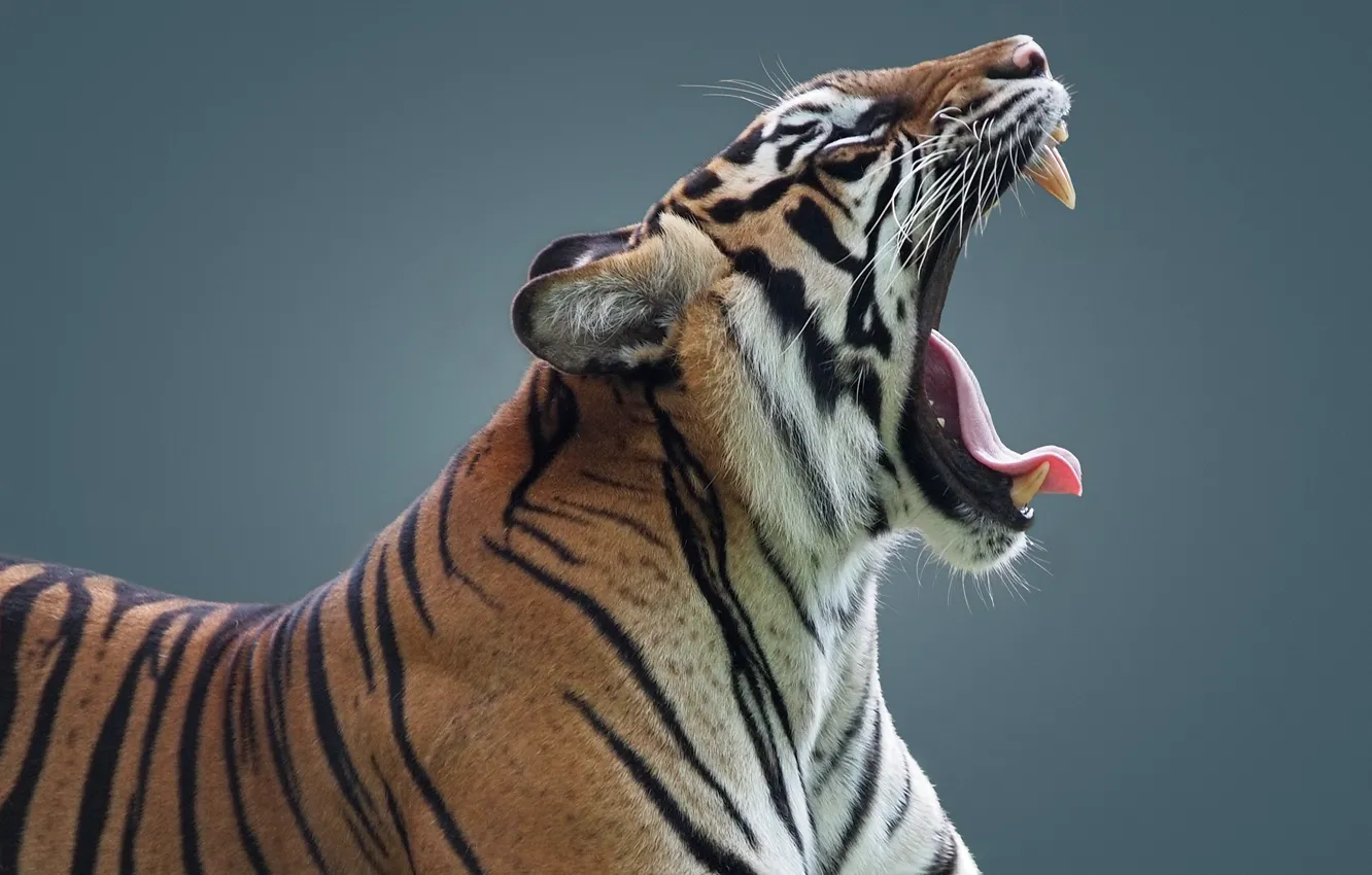 Photo wallpaper tiger, background, mouth, wild cat