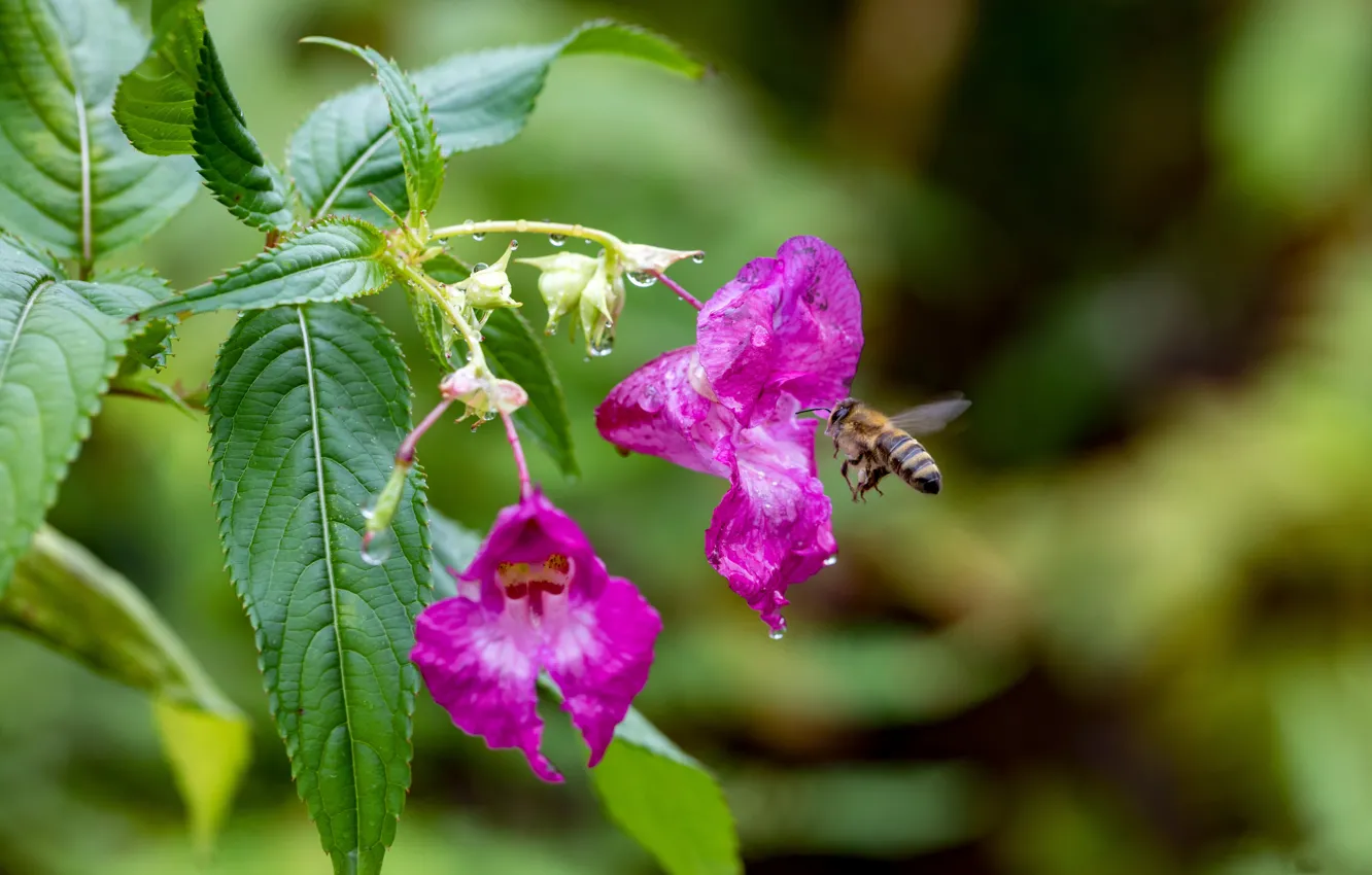 Photo wallpaper macro, flowers, bee, insect