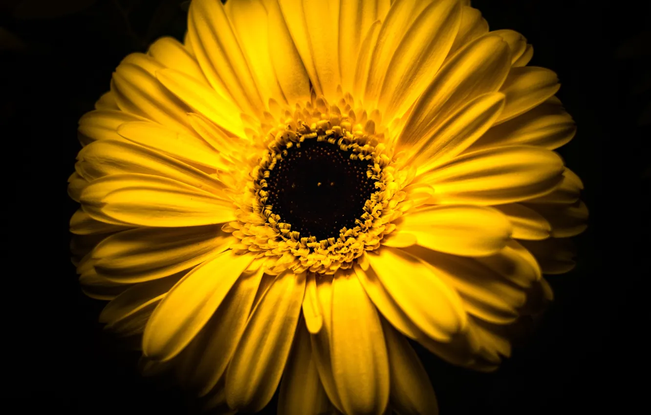 Photo wallpaper flower, macro, yellow, background, petals
