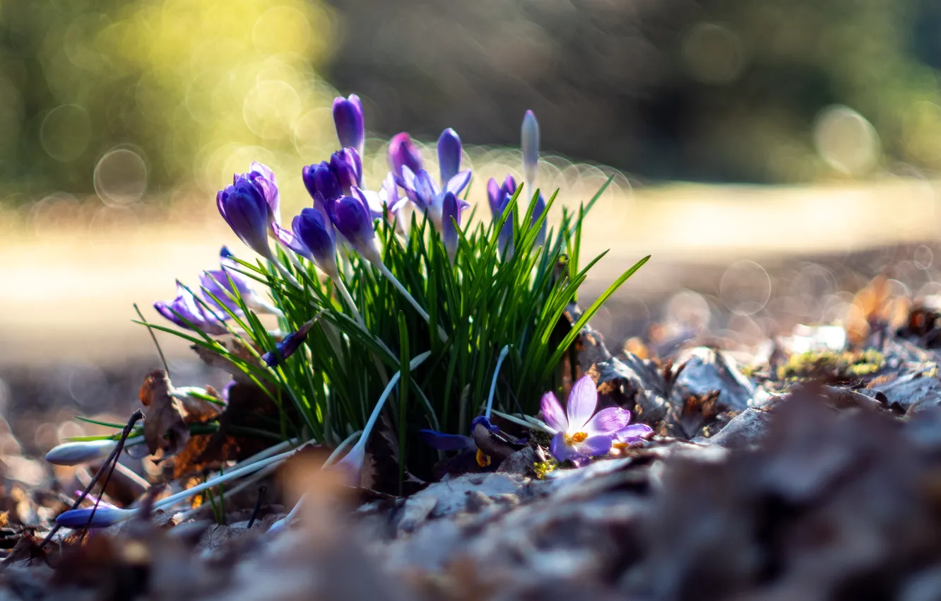 Photo wallpaper flowers, spring, crocuses, primrose