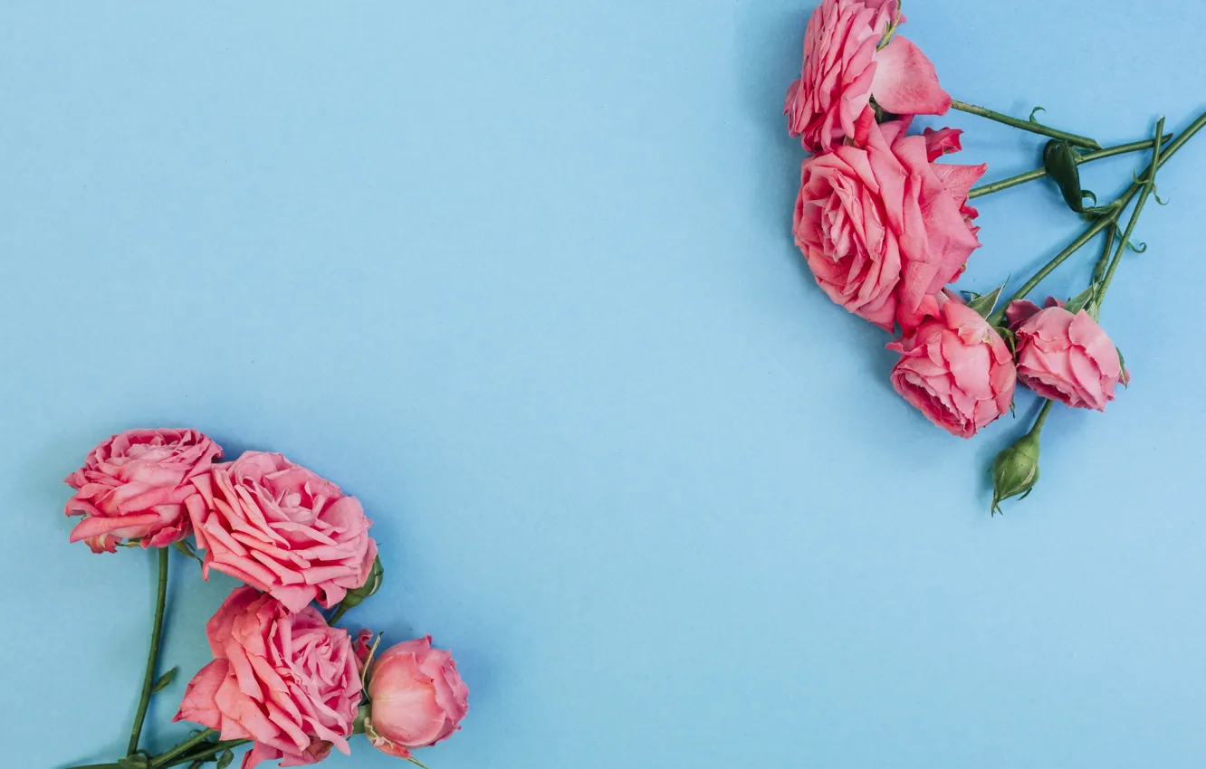 Photo wallpaper flowers, roses, pink, pink, flowers, beautiful, blue background, roses