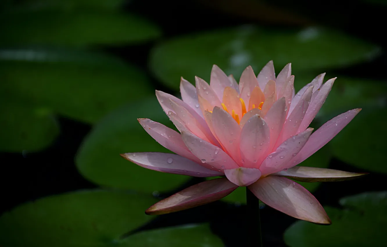 Photo wallpaper leaves, petals, pink, Nymphaeum, water Lily