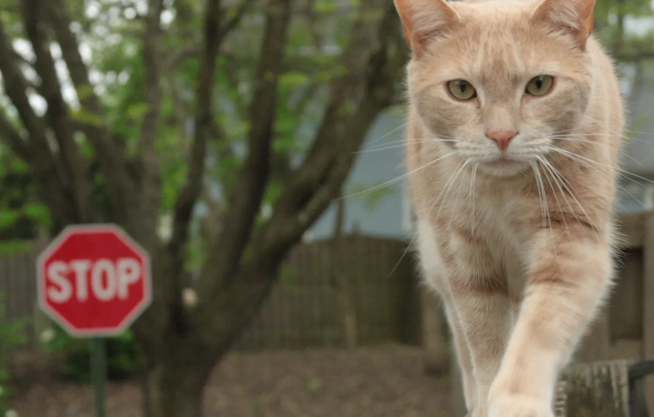 Photo wallpaper cat, the fence, walk, beige