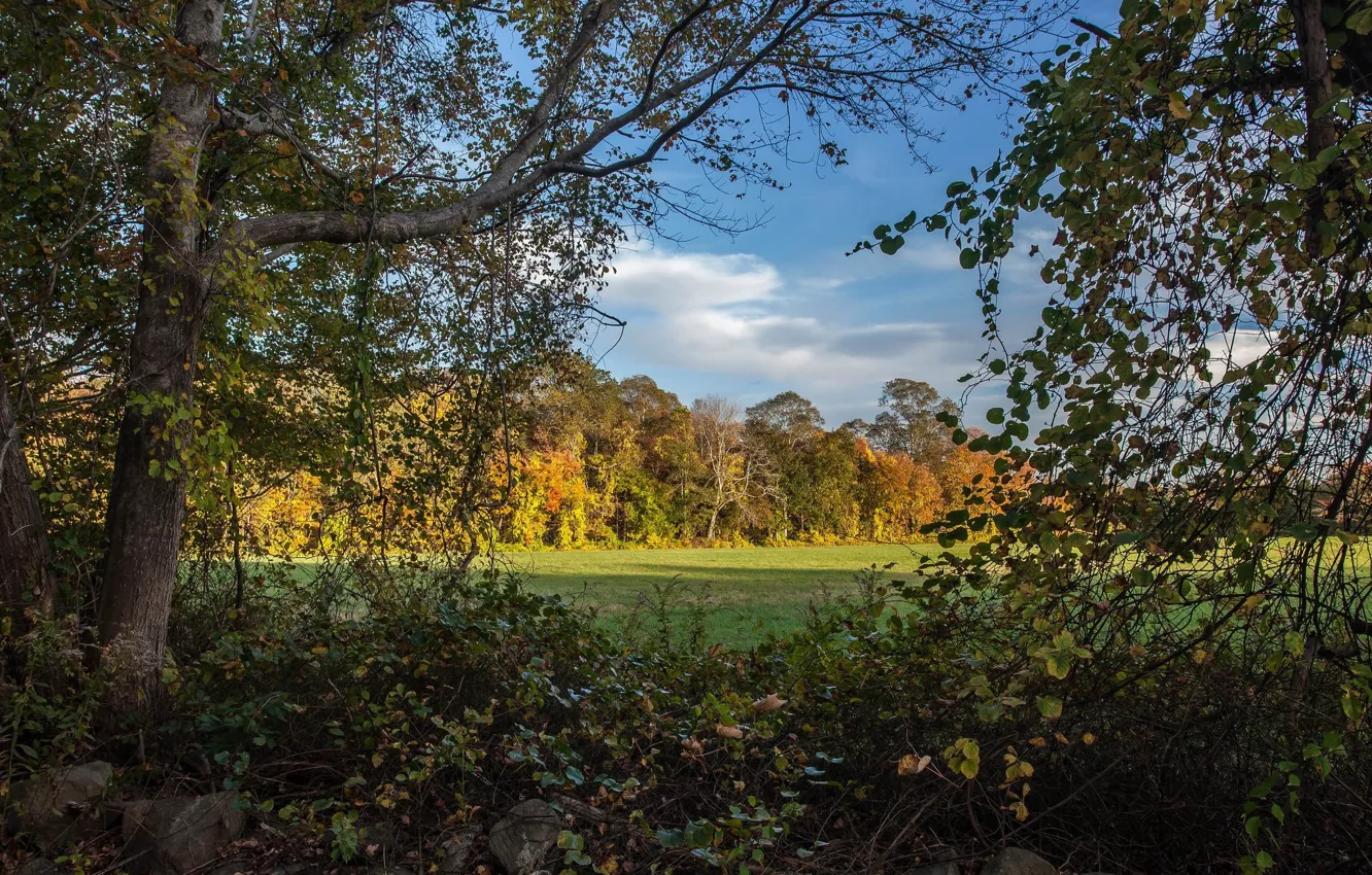 Photo wallpaper autumn, forest, thickets