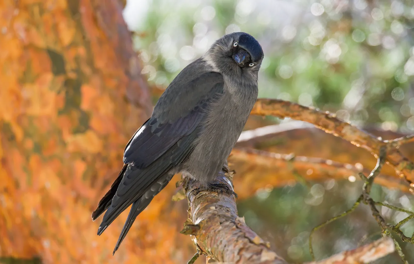 Photo wallpaper winter, look, trees, bird, bokeh, jackdaw