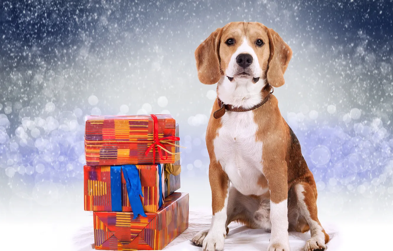 Photo wallpaper winter, gifts, New year, Beagle