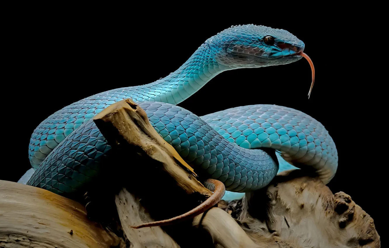 Photo wallpaper language, blue, snake, Python, snag, black background