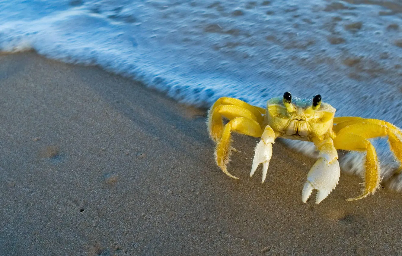 Photo wallpaper sea, claws, golden ghost crab