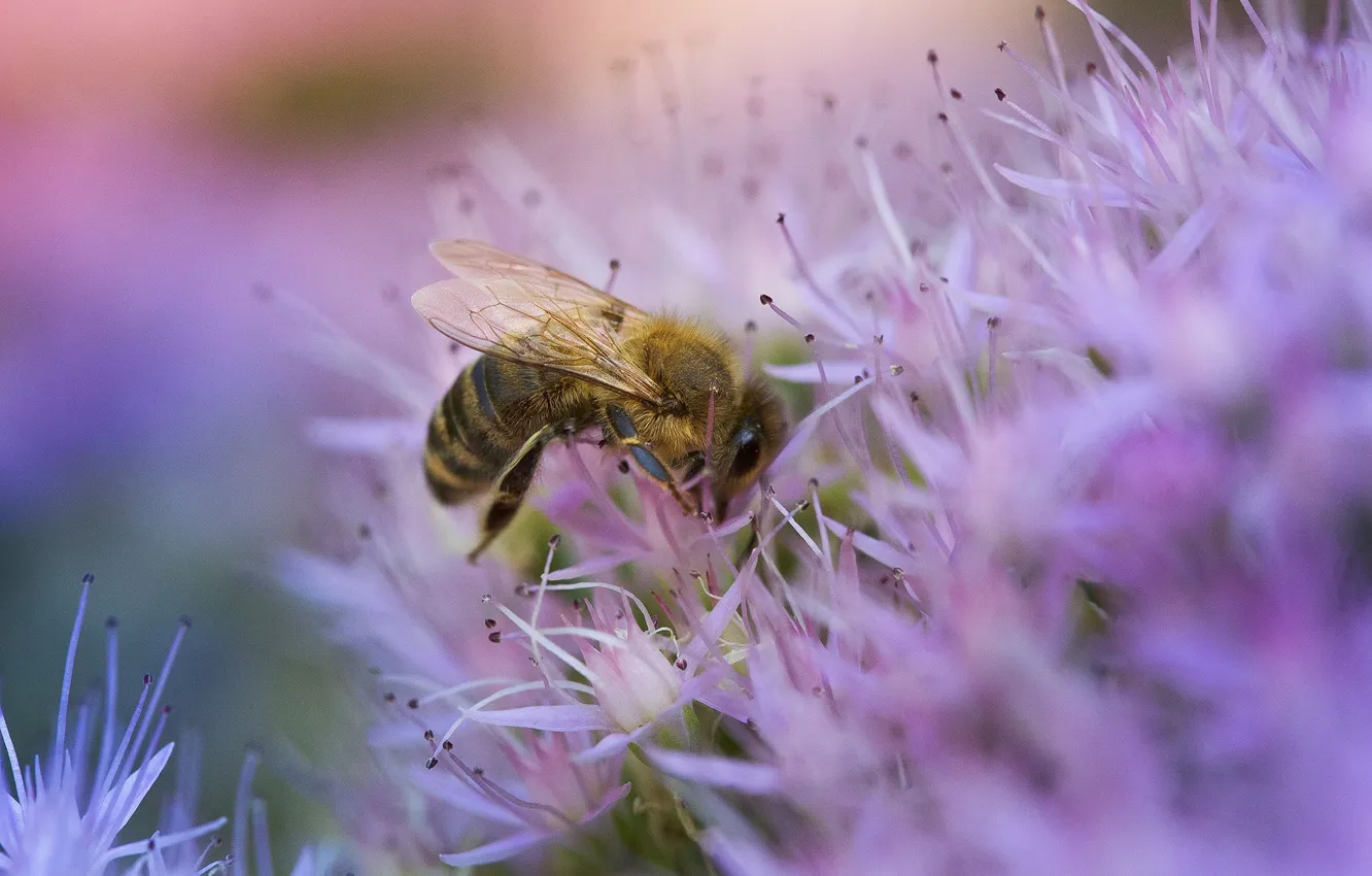 Photo wallpaper bee, macro, honey, Alexander Zamyatin