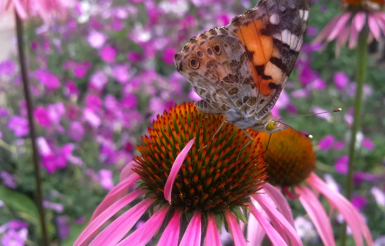 Photo wallpaper summer, flowers, butterfly, beauty, June, Echinacea
