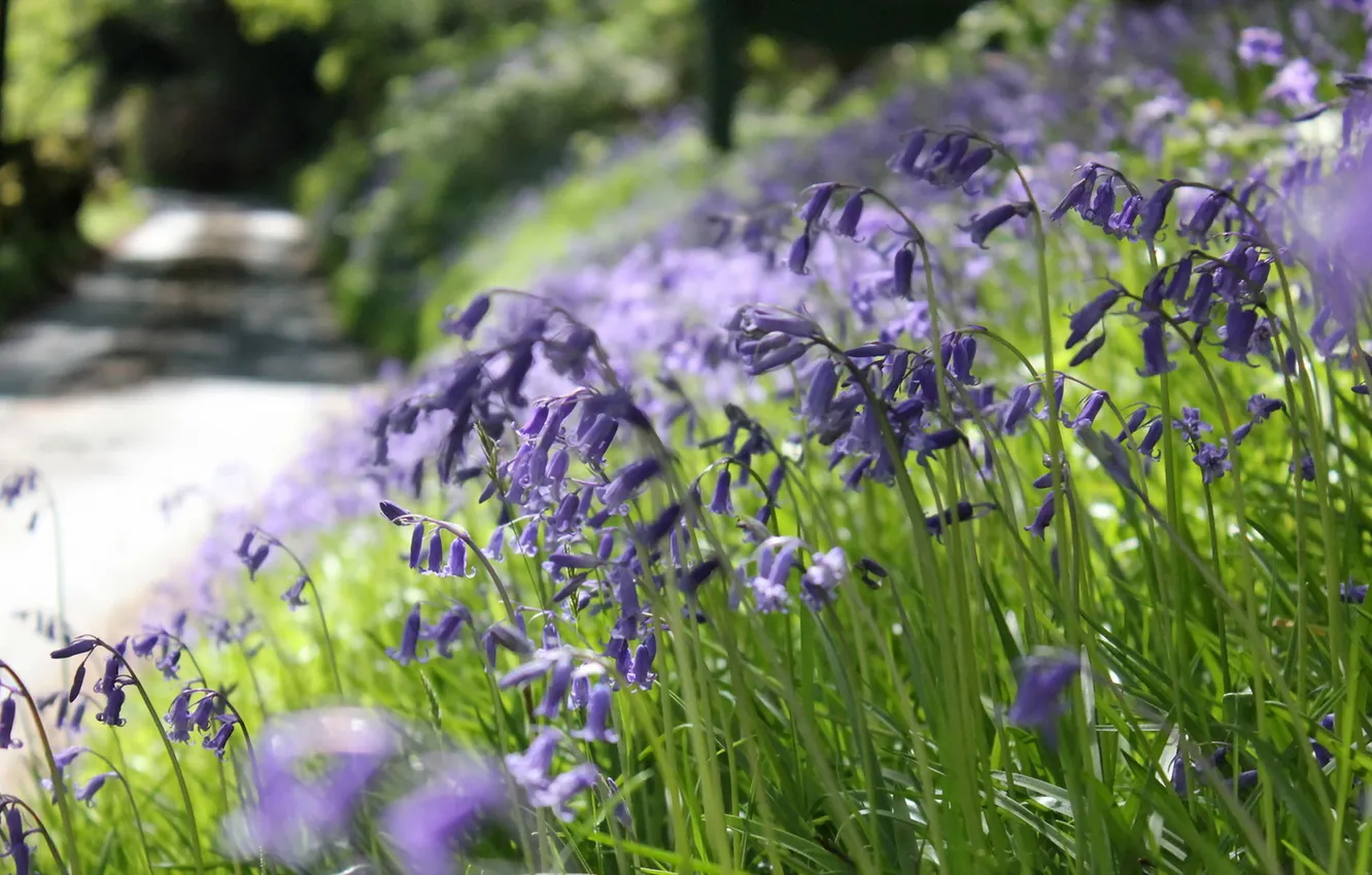 Photo wallpaper road, flowers, nature