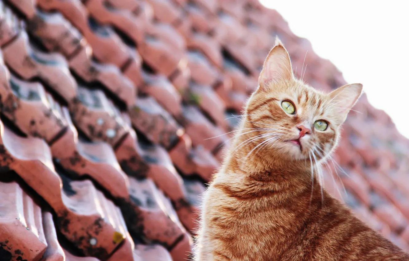 Photo wallpaper roof, cat, cat, Tomcat