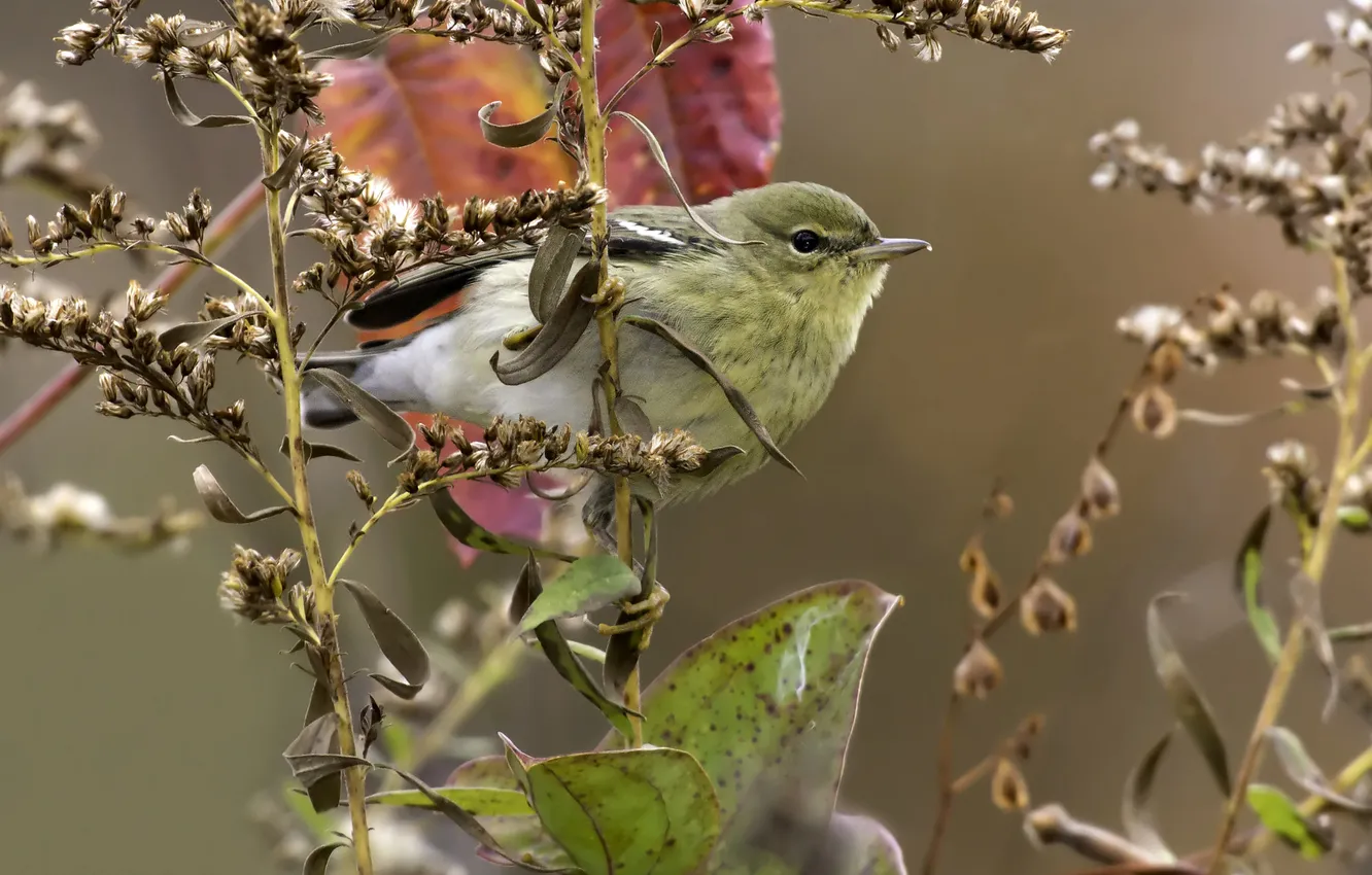 Photo wallpaper leaves, branches, bird, feathers, beak