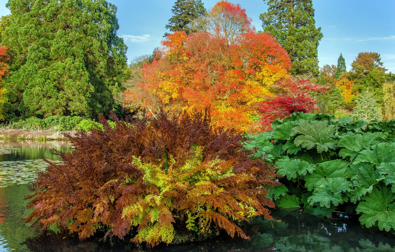 Photo wallpaper autumn, trees, pond, Park, UK, the bushes, Sheffield Park Garden