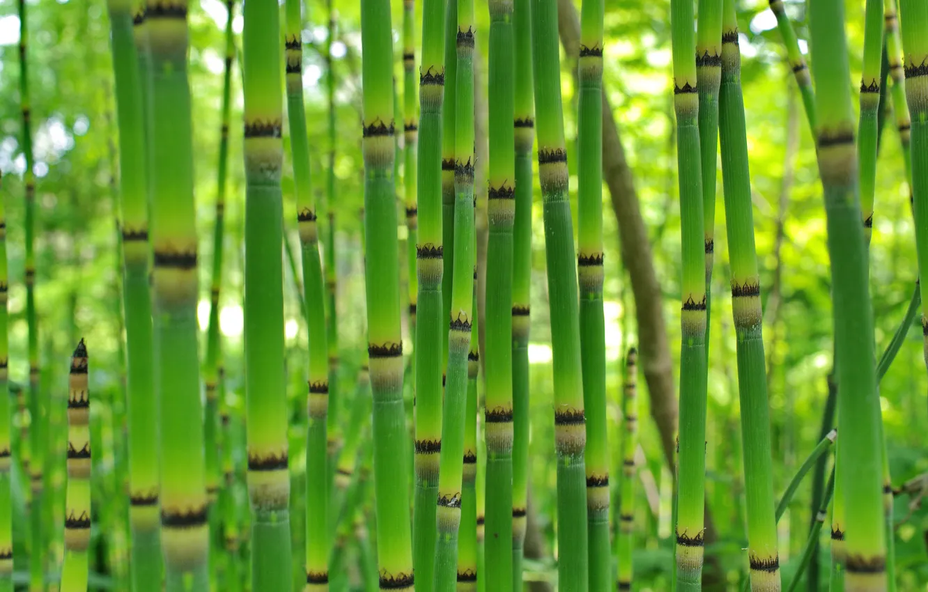 Photo wallpaper thickets, plant, bamboo