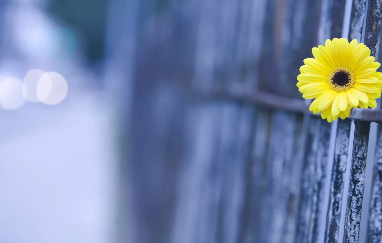 Photo wallpaper macro, flowers, the fence, blur, gerbera