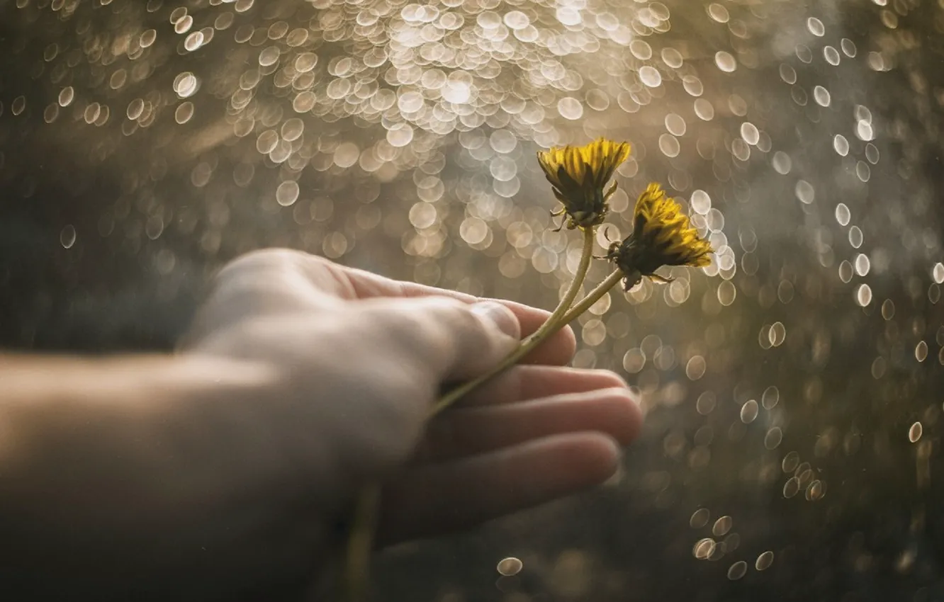Photo wallpaper summer, flowers, yellow, dandelion, hands, may, 2016