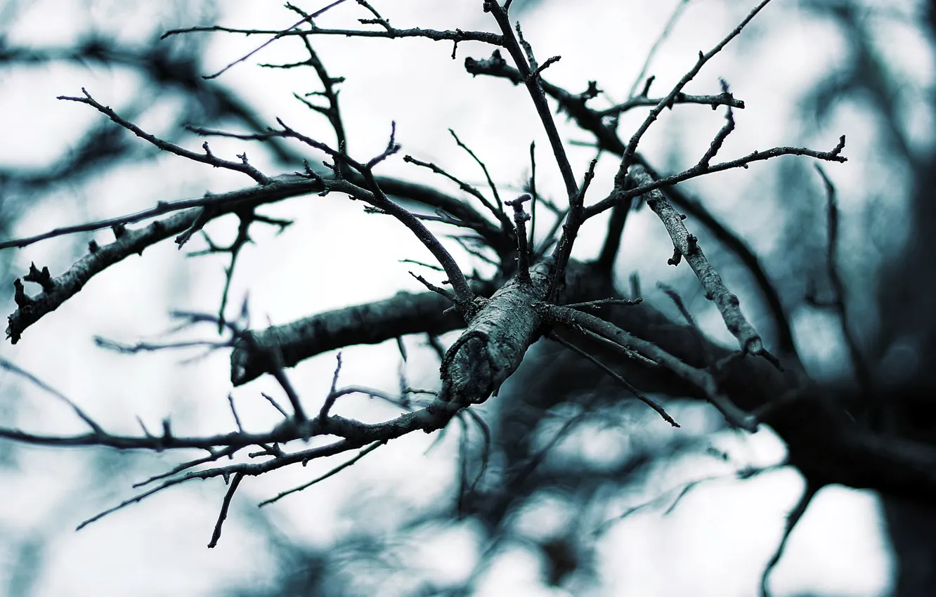 Photo wallpaper macro, trees, branches