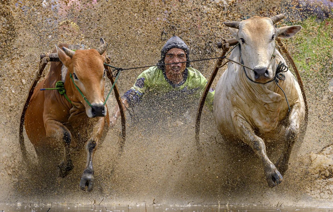 Photo wallpaper race, sport, bull, Traditional bull race