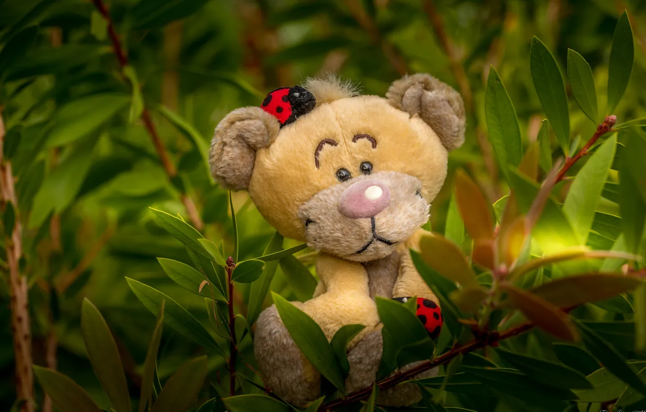 Photo wallpaper leaves, toy, ladybug, lion