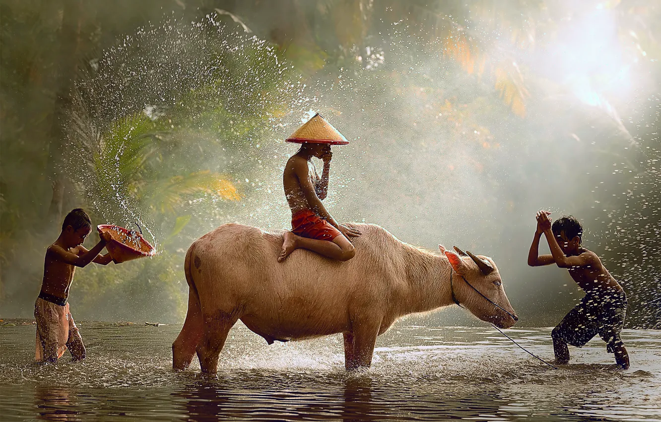 Photo wallpaper drops, light, children, the game, Indonesia, Java, the splashes of water, bull
