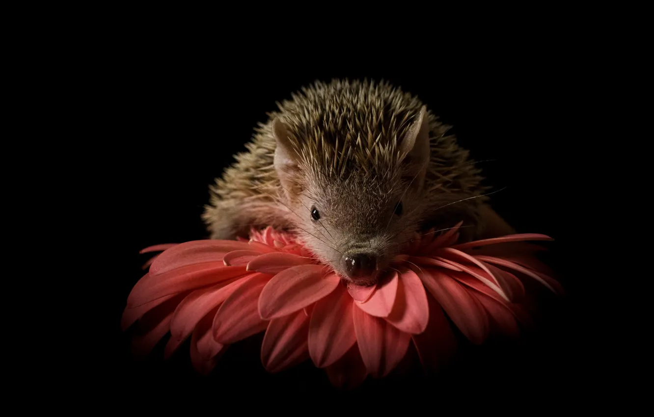 Photo wallpaper look, flowers, red, muzzle, black background, gerbera, hedgehog, hedgehog
