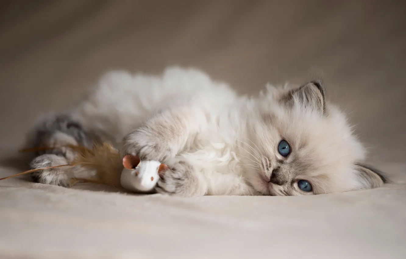 Photo wallpaper cat, background, toy, fluffy, mouse, mouse, lies, kitty