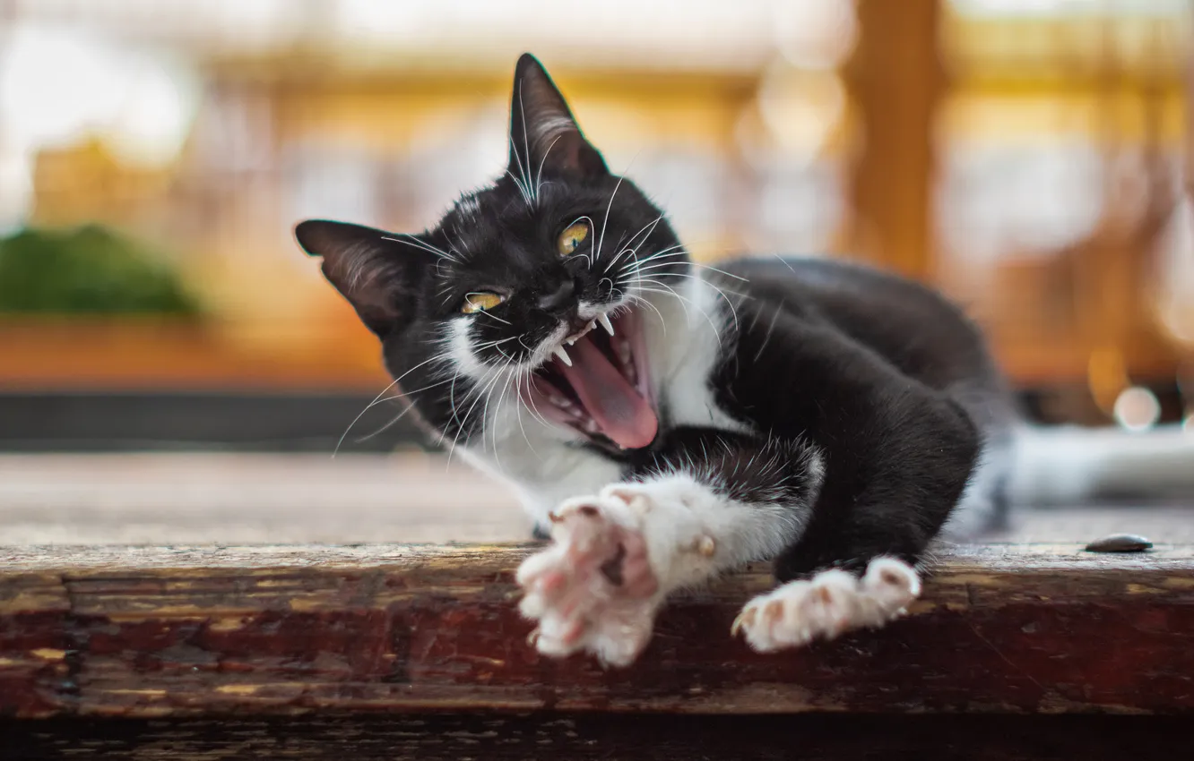 Photo wallpaper language, cat, look, bench, pose, street, Board, legs