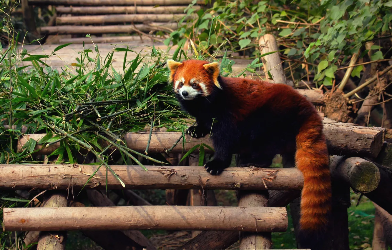 Photo wallpaper Panda, firefox, red, zoo