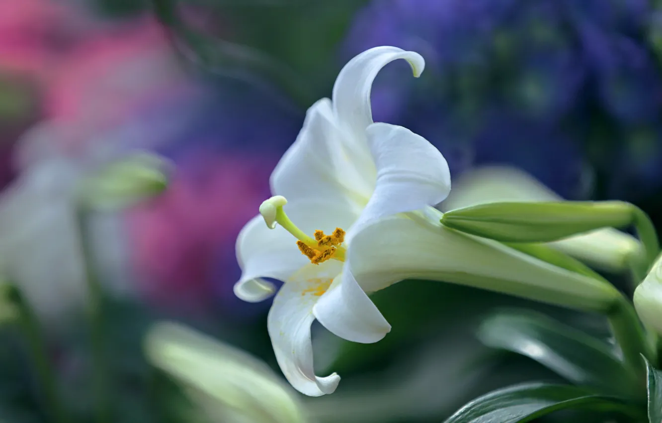 Photo wallpaper macro, nature, long - flowered lily
